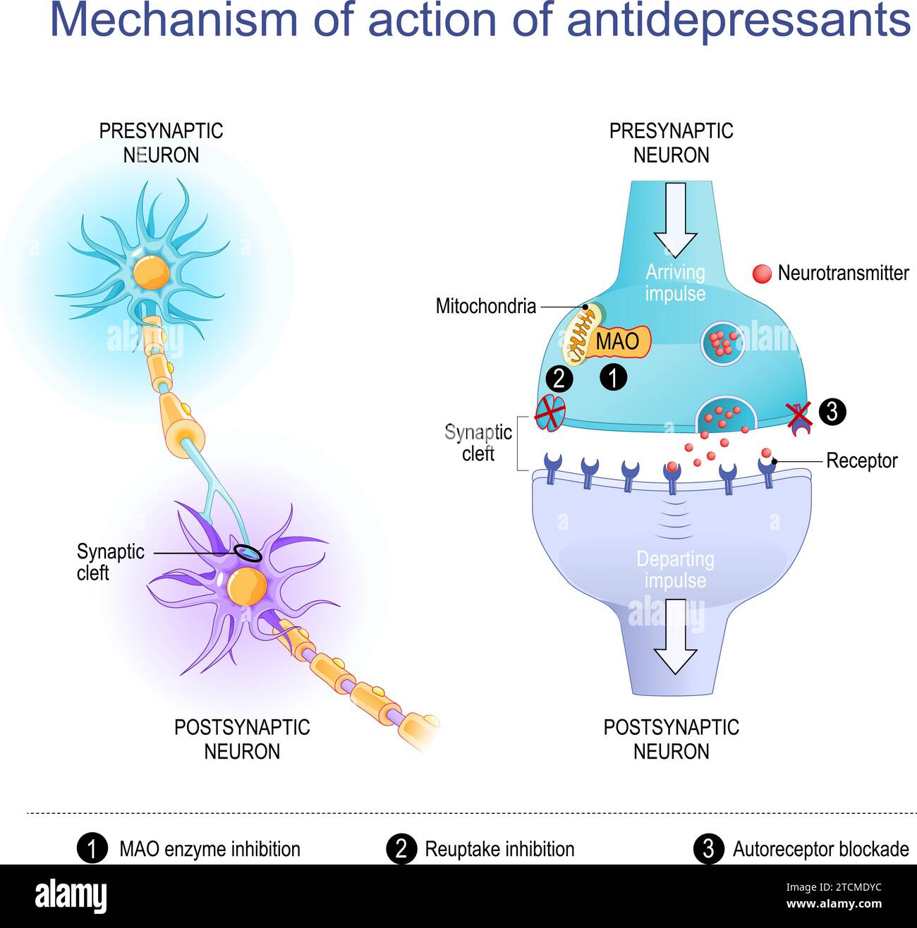 Wirkmechanismus von Antidepressiva. Nahaufnahme von Neuronen und synaptischer Spalte mit Neurotransmittern, Rezeptor, Mitochondrien und MAO-Enzym. Vektor d Stock Vektor