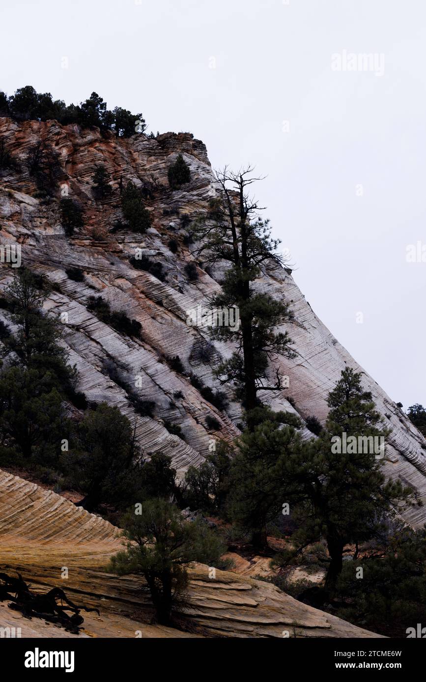 Weiße mesa und grüne Bäume, zion-Nationalpark, utah Stockfoto