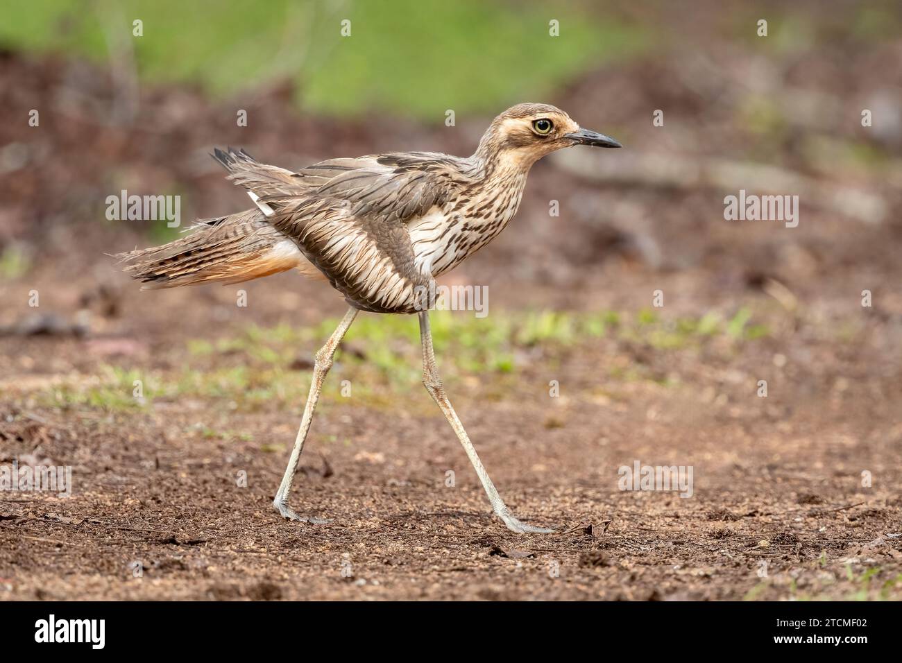 Der Buschstein-Brachvogel (Burhinus grallarius) ist ein markanter großer Ufervogel mit langen Beinen, einem enormen gelben Auge, stark gestreiften Unterseiten. Stockfoto