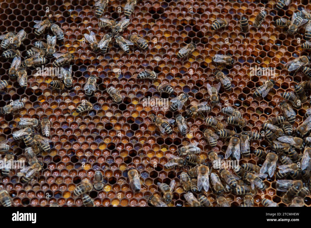 Schwarm Von Honey Bees (Apis Mellifica), Der An Kämmen Arbeitet, Die Honig Produzieren Und In Teamwork Züchten Stockfoto