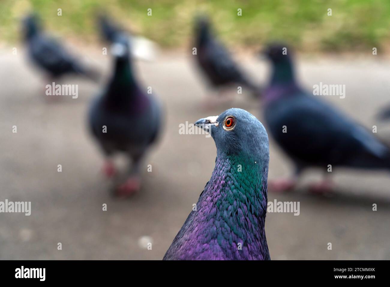 Porträt eines Vogels, Taube Stockfoto