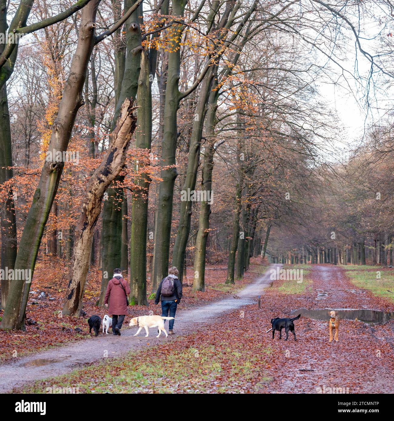 Frauen gehen mit Hunden im niederländischen Wald in der Nähe von utrecht am letzten Herbsttag in der Nähe von schneebedeckten Stämmen Stockfoto