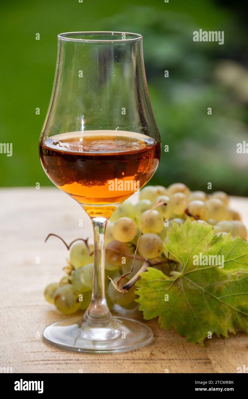 Outdoor-Verkostung von Cognac starken Alkoholgetränk in Cognac Region, Charente mit einem Haufen Reifen ugni blanc Trauben auf Hintergrund verwendet für Spirituosen Destilla Stockfoto