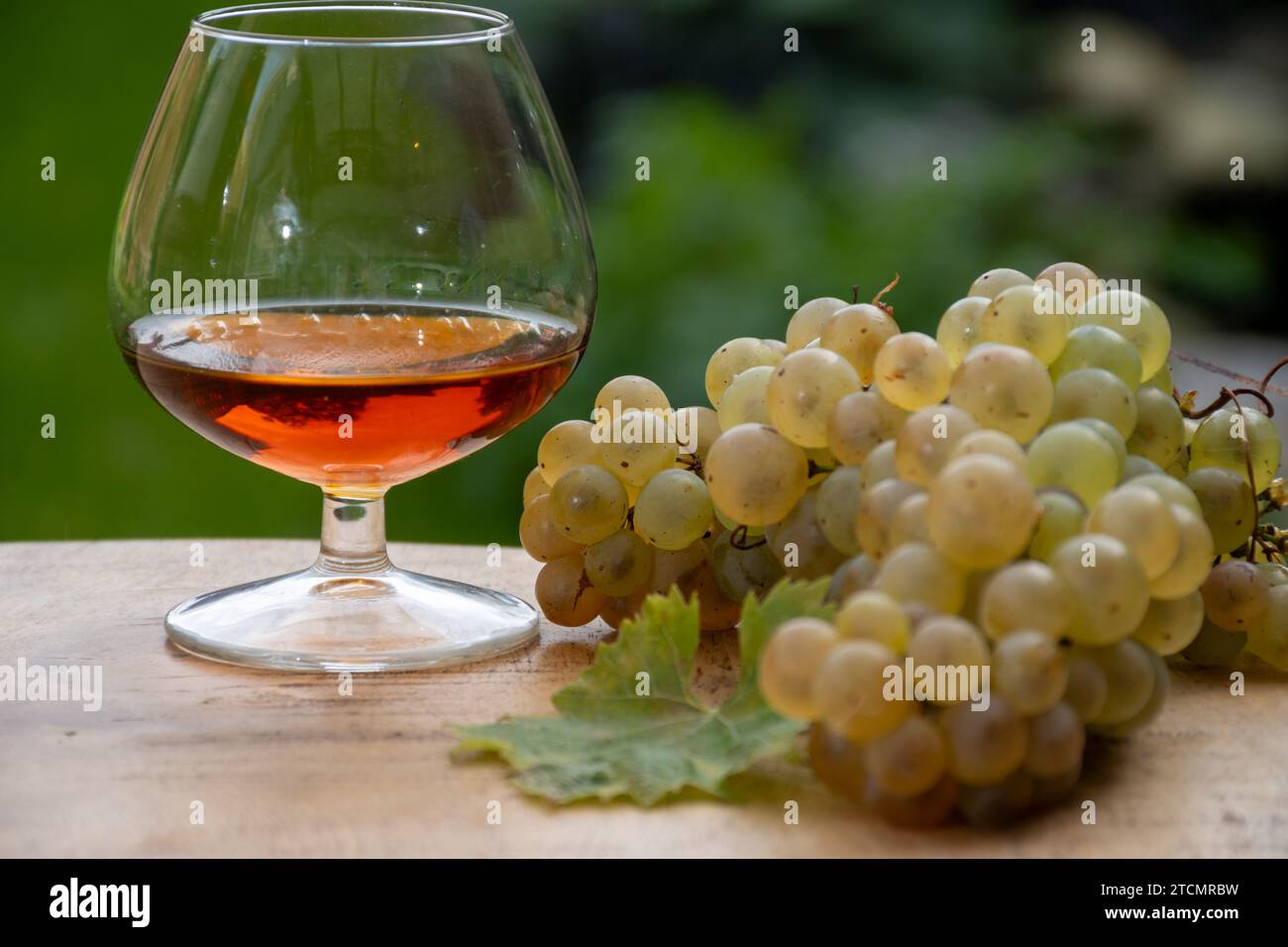 Outdoor-Verkostung von Cognac starken Alkoholgetränk in Cognac Region, Charente mit einem Haufen Reifen ugni blanc Trauben auf Hintergrund verwendet für Spirituosen Destilla Stockfoto