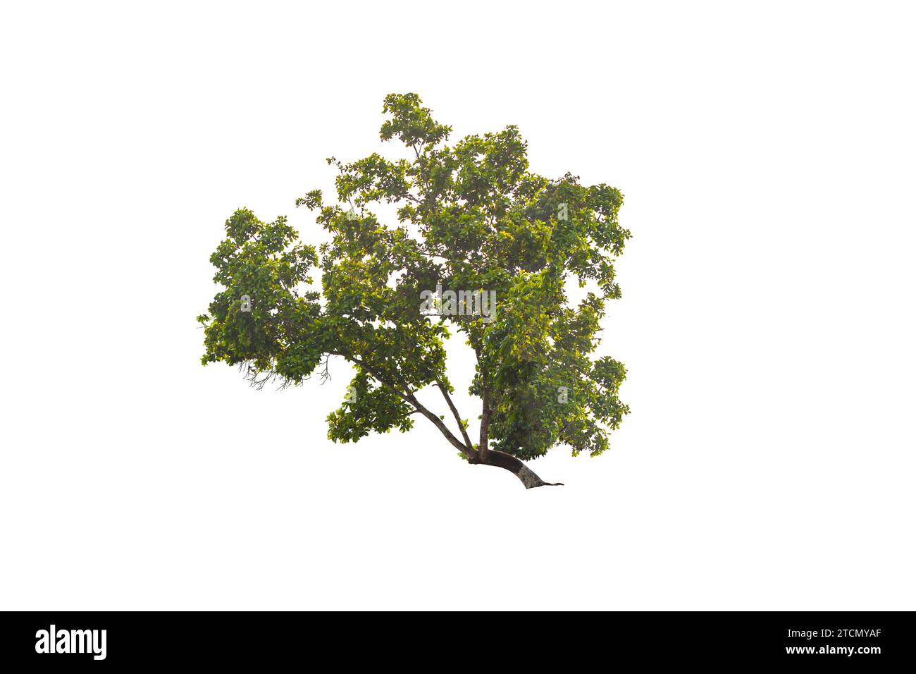 Einsamer grüner Baum isoliert auf weißem Hintergrund Stockfoto