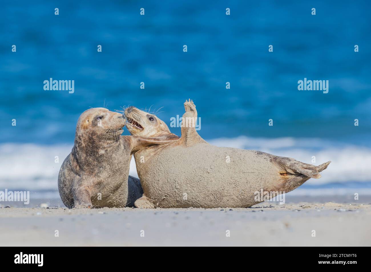 Jungrobben, Halichoerus grypus, spielen am Strand von Helgoland/Deutschland Stockfoto