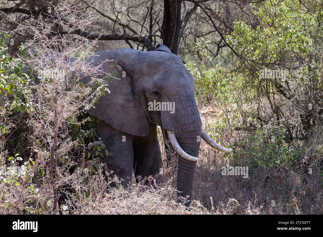 Großer männlicher afrikanischer Elefant mit Stoßzähnen in Musth, im Schatten eines Baumes, Ngorongoro-Krator, Tansania, Afrika. Stockfoto