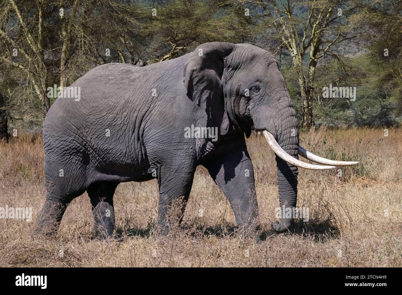 Großer männlicher Elefant mit Stoßzähnen in Musth, der langsamer durch das Gras des Ngorongoro-Kraters in Tansania, Afrika läuft Stockfoto