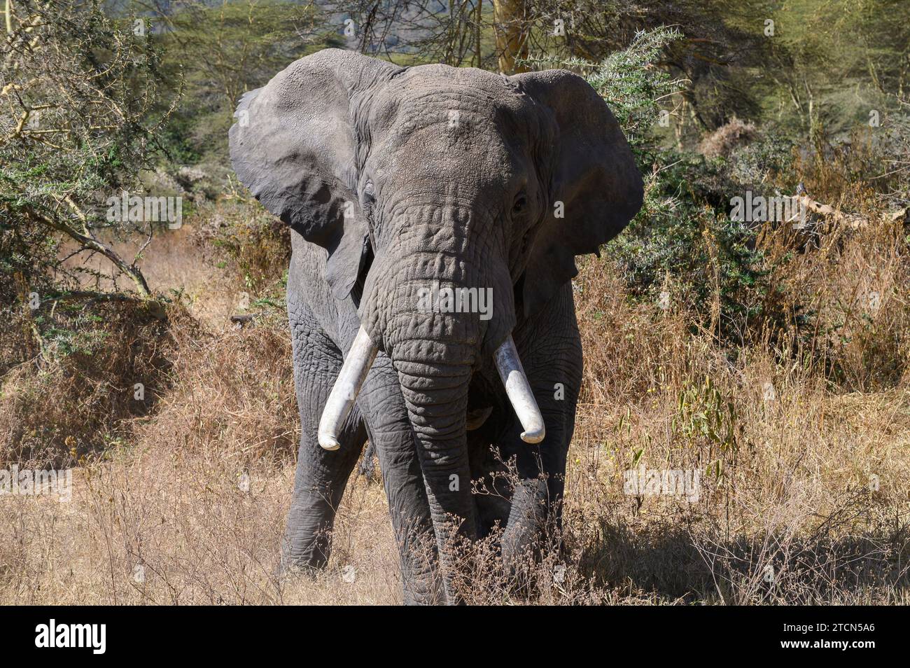 Großer männlicher Elefant mit Stoßzähnen in Musth, der langsamer durch das Gras des Ngorongoro-Kraters in Tansania, Afrika läuft Stockfoto