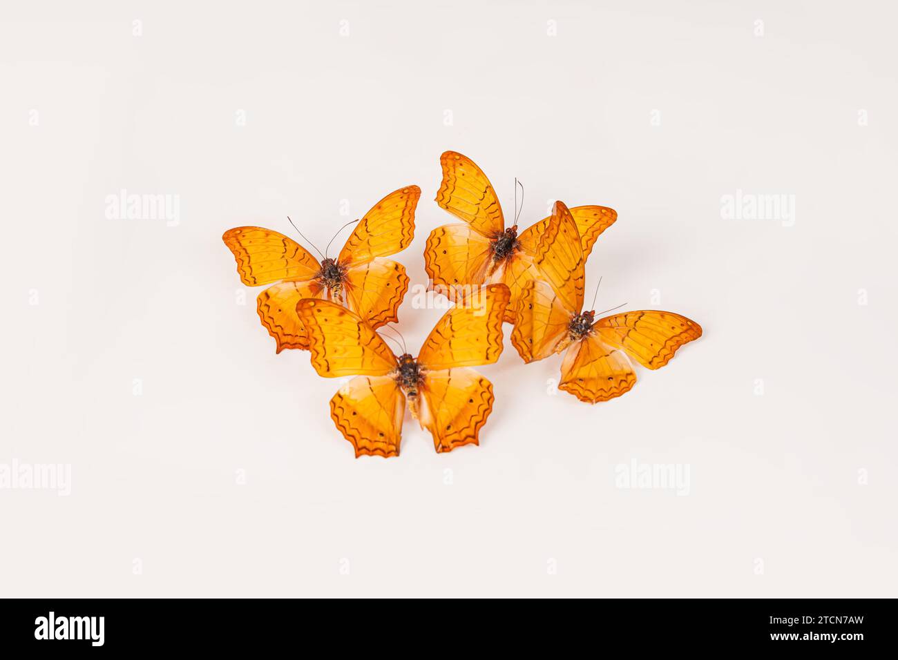 Gruppe von gelben Vindula-dejone-Schmetterlingen isoliert auf weißem Hintergrund Stockfoto
