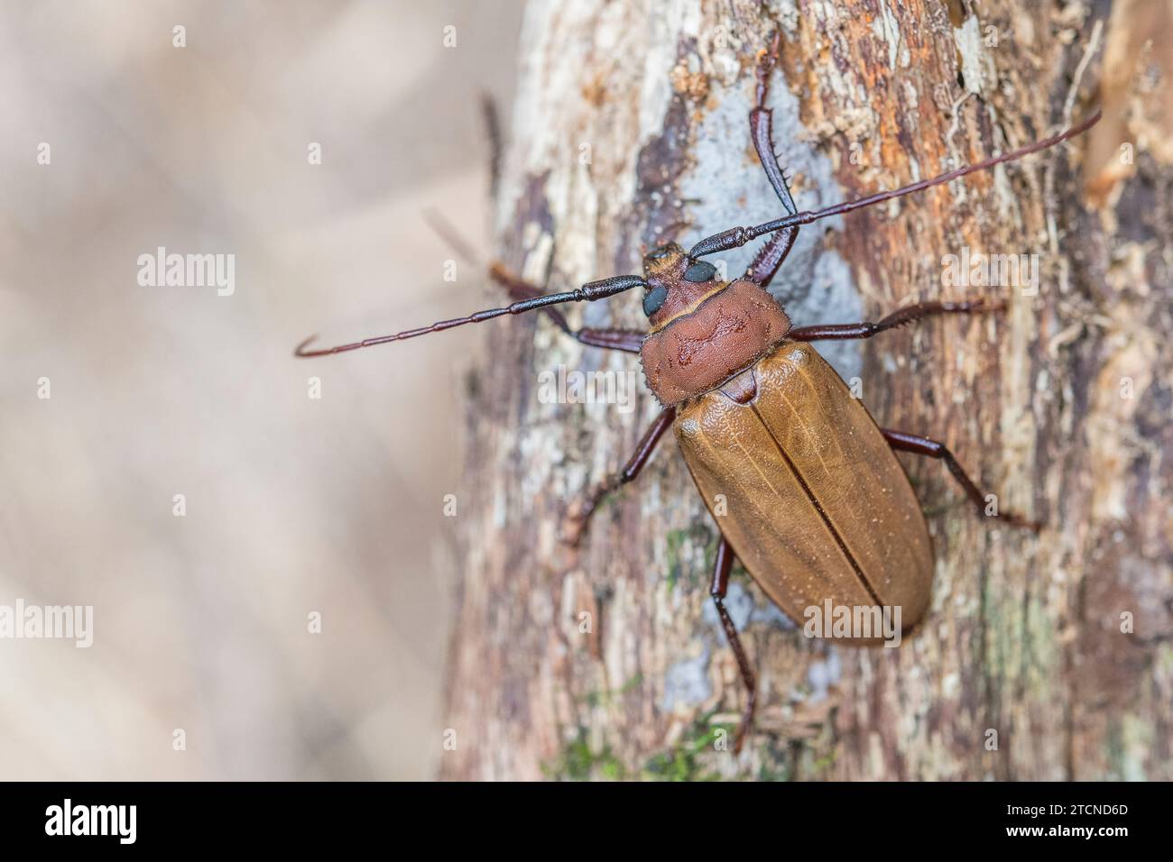 Agrianome spinicollis, der australische Prioninenkäfer Stockfoto