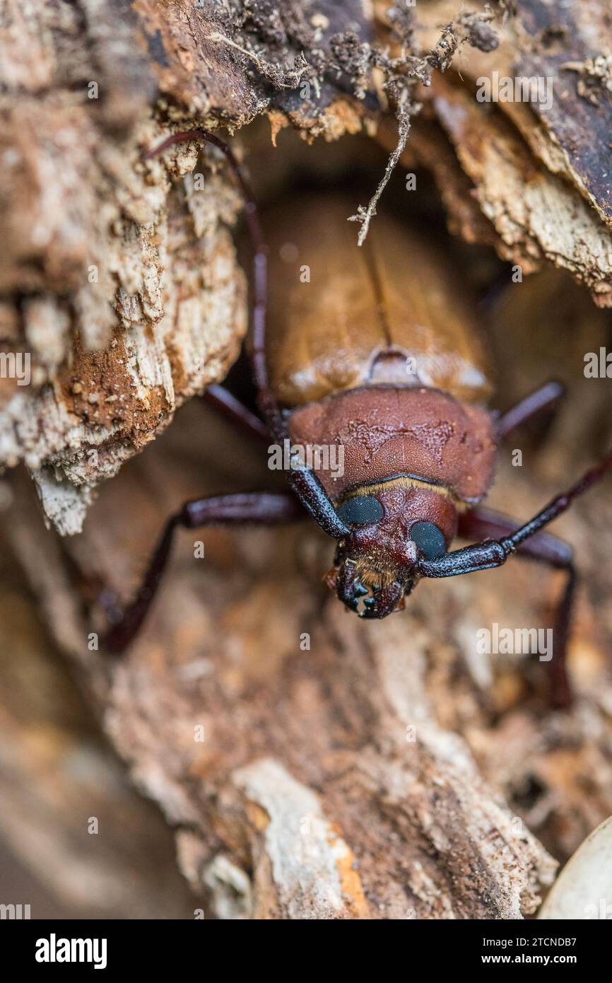 In einer defensiven Haltung zeigt Agrianome spinicollis, der australische Prioninenkäfer, sein beeindruckendes Aussehen. Stockfoto