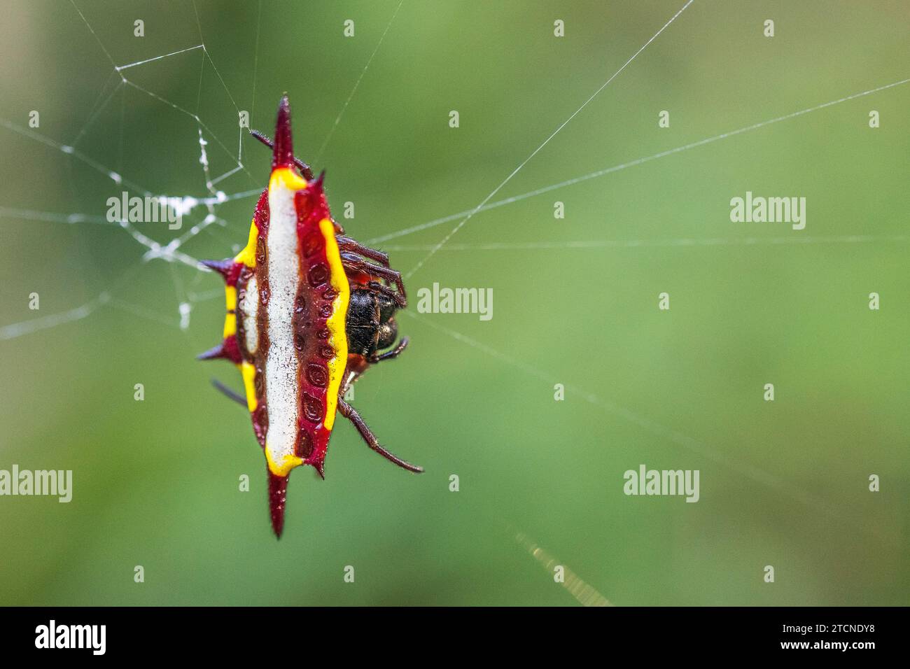 Porträt der Gasteracantha fornicata (nördliche Juwelenspinne) ist eine Art von Stachelwebern (Familie der Araneidae), die in Queensland Australien gefunden wird. Stockfoto