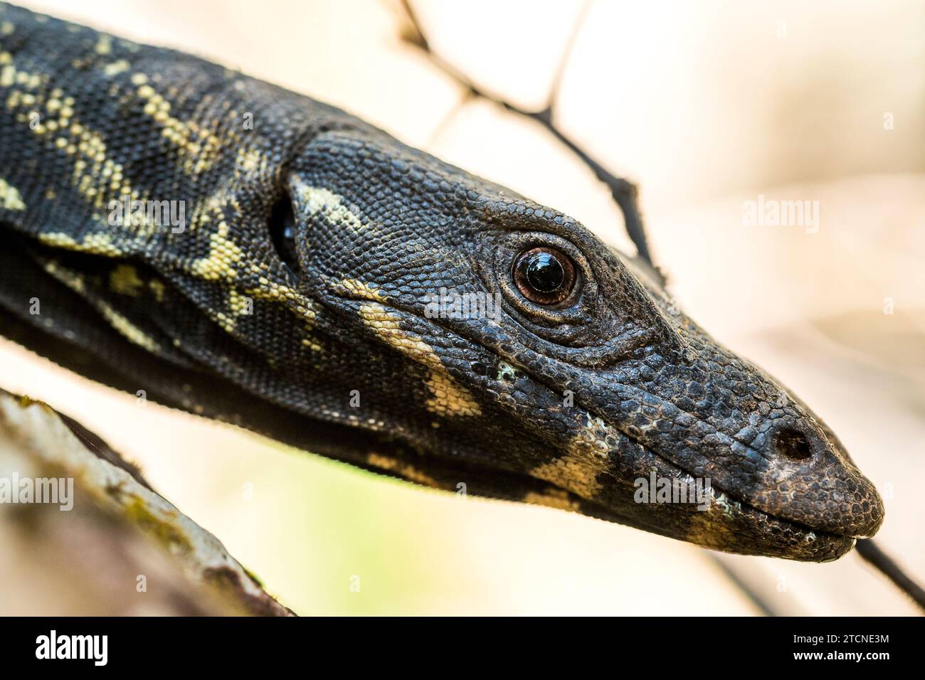 Varanus varius Portrait: The Australian Monitor Lizard Stockfoto