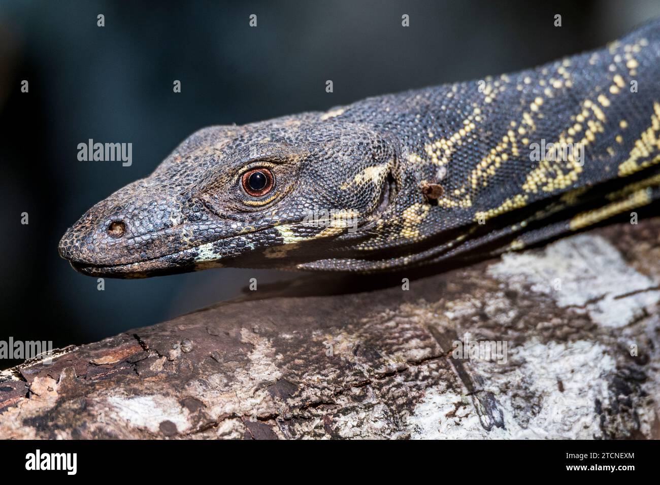 Varanus varius Portrait: The Australian Monitor Lizard Stockfoto