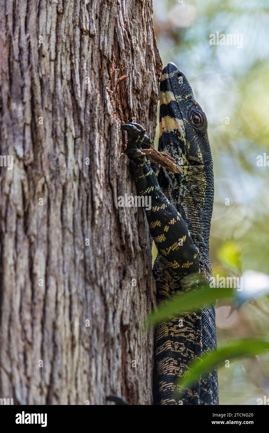 Varanus varius: Auf einen Baumstamm klettern Stockfoto