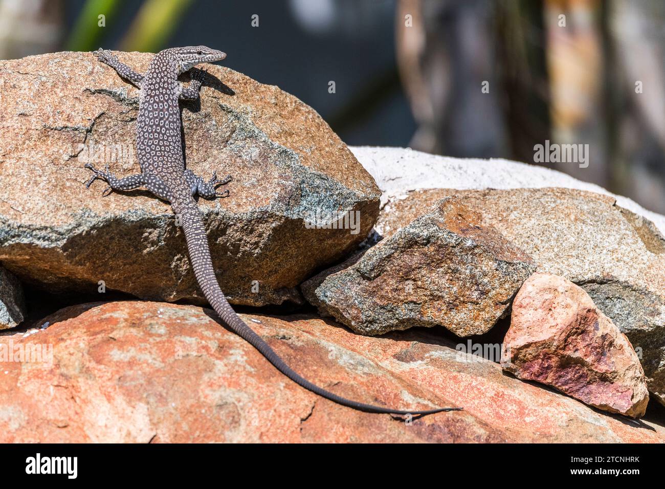 Varanus tristis: Junger Schwarzkopfmonitor oder Schwarzschwanzmonitor Stockfoto