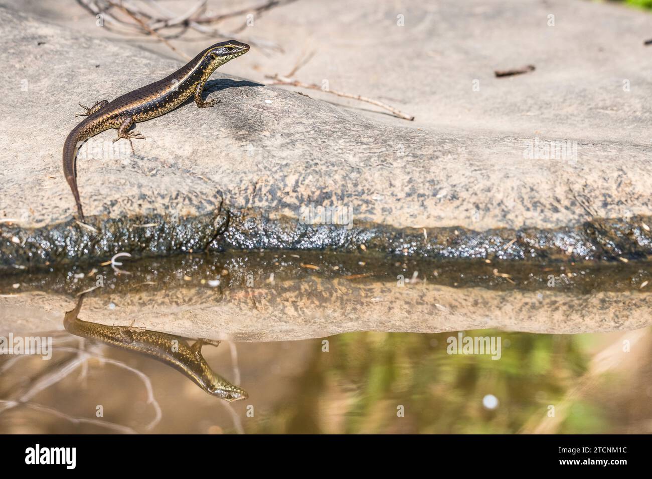 Eulamprus quoyii, östlicher Wasserskink, östlicher Wasserskink oder goldener Wasserskink Stockfoto