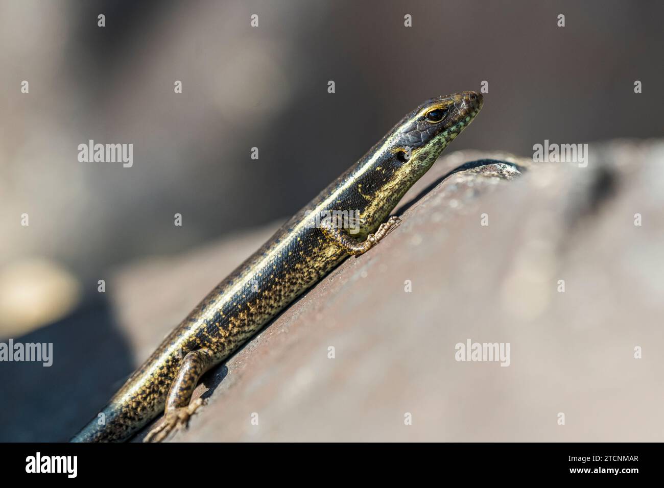 Eulamprus quoyii, östlicher Wasserskink, östlicher Wasserskink oder goldener Wasserskink Stockfoto