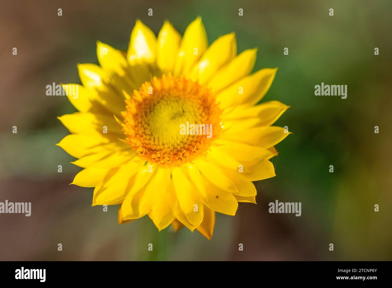 Xerochrysum viscosum, eine australische Asteraceae Beauty Stockfoto