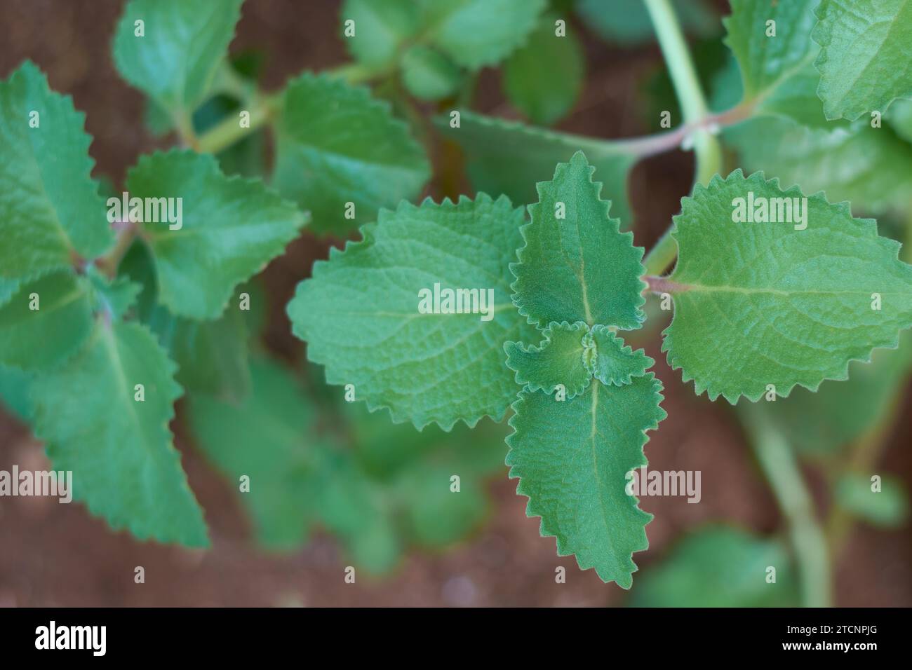 Nahaufnahme von Oregano-Pflanzenblättern, auch Origanum oder wilder Marjoram genannt, die weit verbreiteten aromatischen Pflanzenblätter der Familie der Pfefferminze sind mit feinen Haaren bedeckt Stockfoto