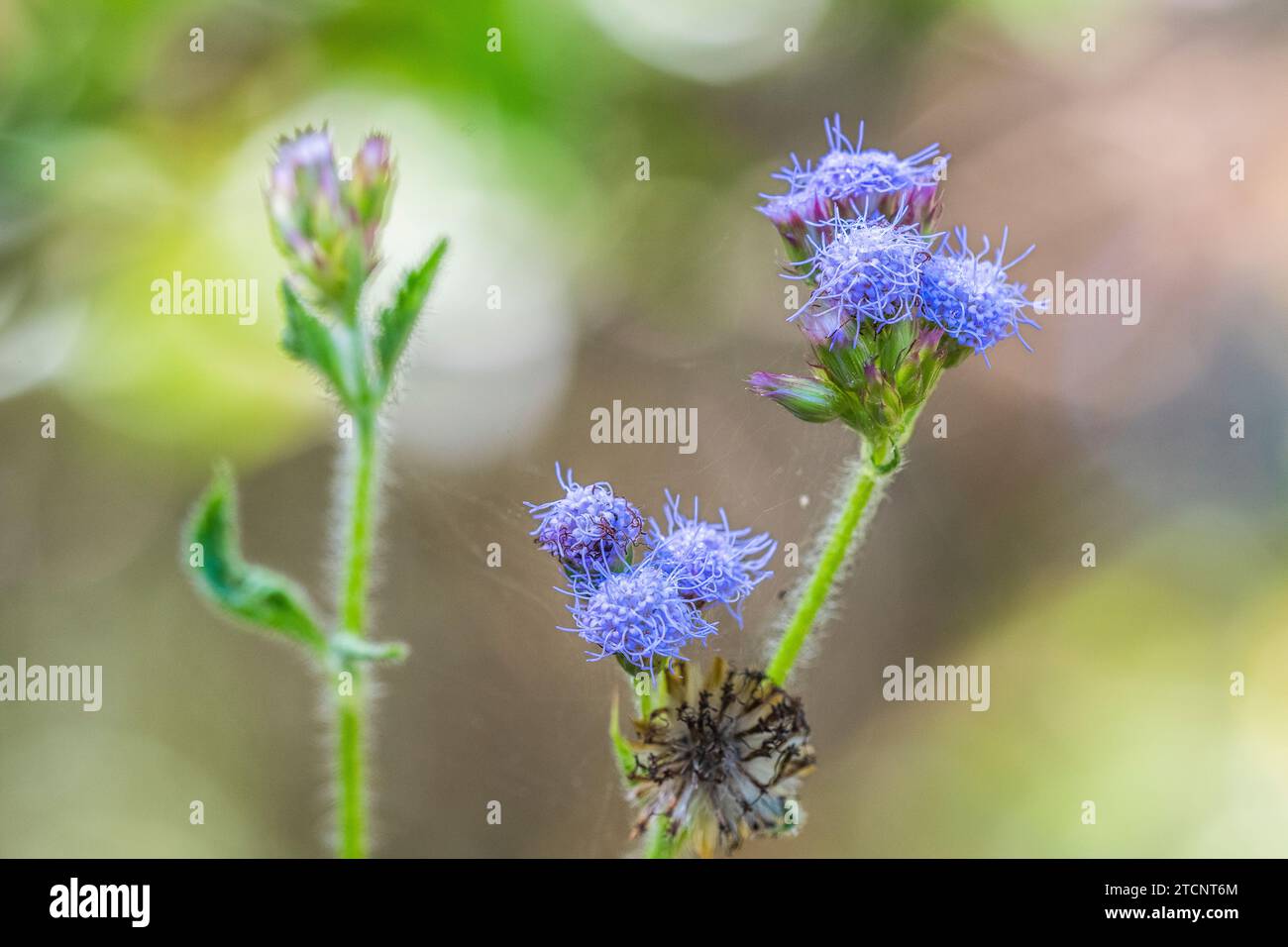 Praxelis (Praxelis clematidea), eine invasive Asteraceae aus Südamerika bis Australien Stockfoto