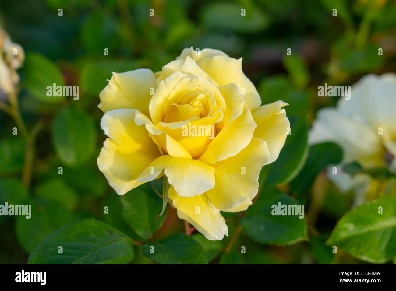 Weiße Lakritze Floribunda Rose im Garten. Kalifornien, Usa Stockfoto