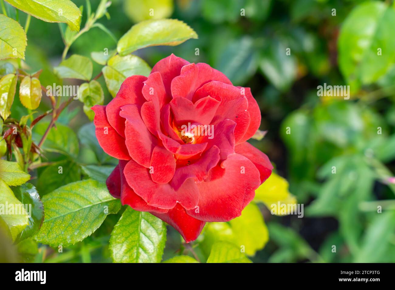 Heiße Kakao Floribunda Rose im Garten. Kalifornien, Usa Stockfoto
