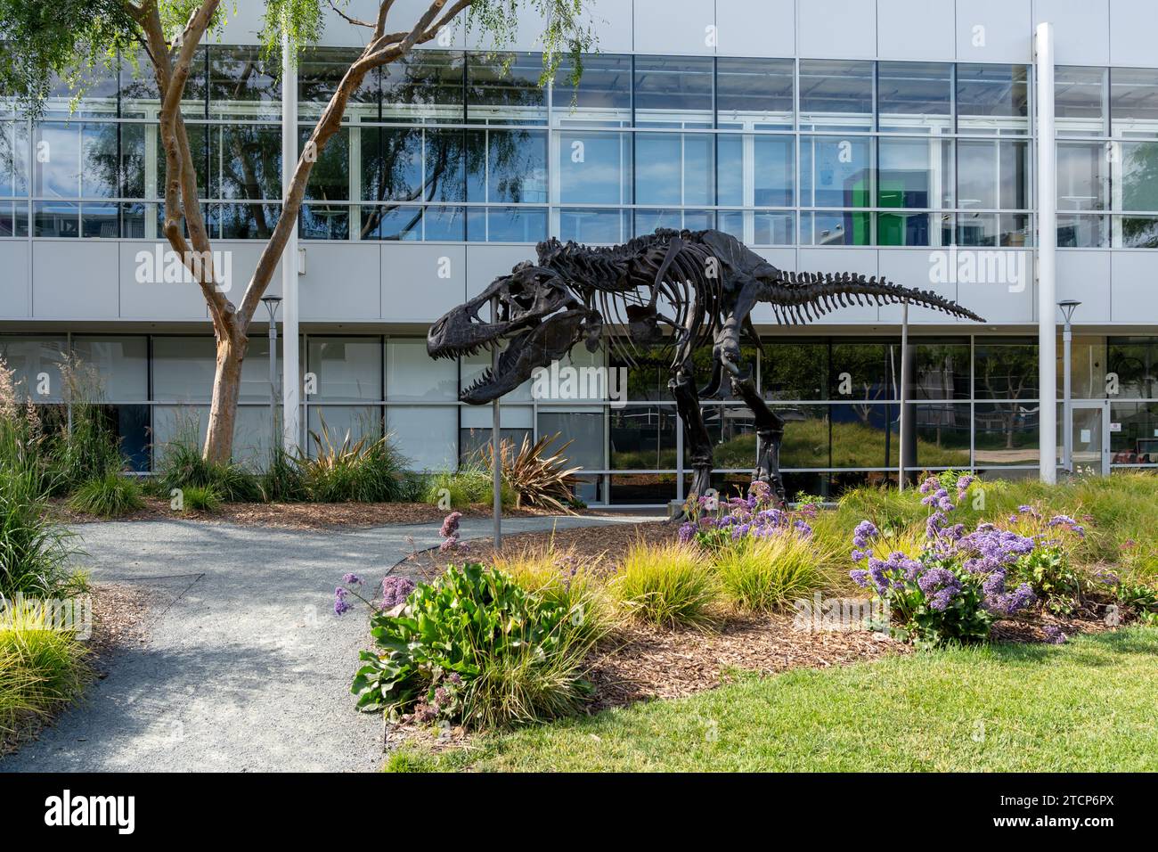 Ein Tyrannosaurus Rex Skelett namens Stan in Googleplex im Silicon Valley, Mountain View, Kalifornien, USA Stockfoto