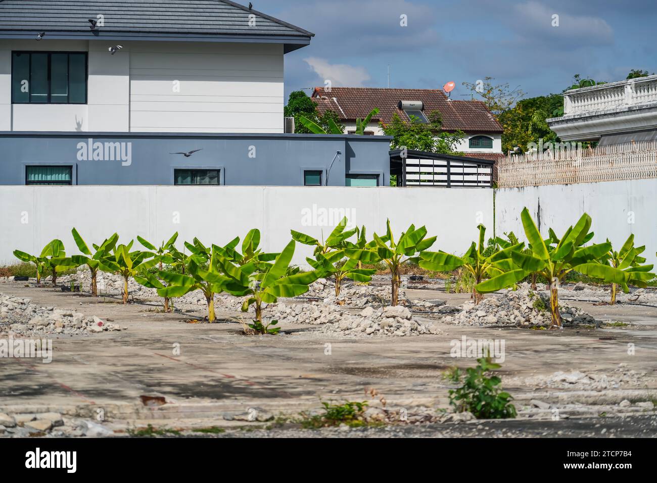 Anbau von Banana musa mit Tautropfen auf Blättern. Junge Bananensetzlinge, die in Löchern in einem Abfallgebiet zwischen Beton gepflanzt wurden. Stockfoto