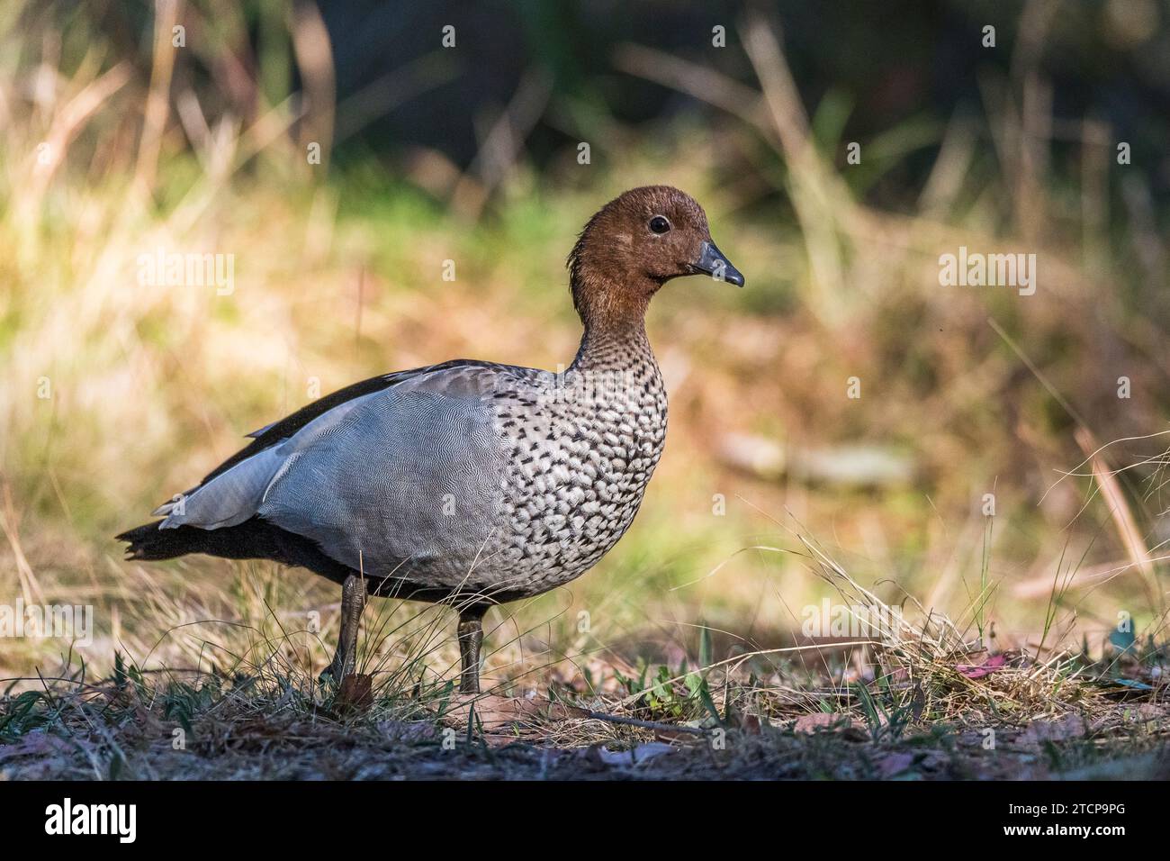 Männliche australische Holzente, Mähne Ente oder Mähne Gans (Chenonetta jubata): Majestätische Wasservögel Stockfoto