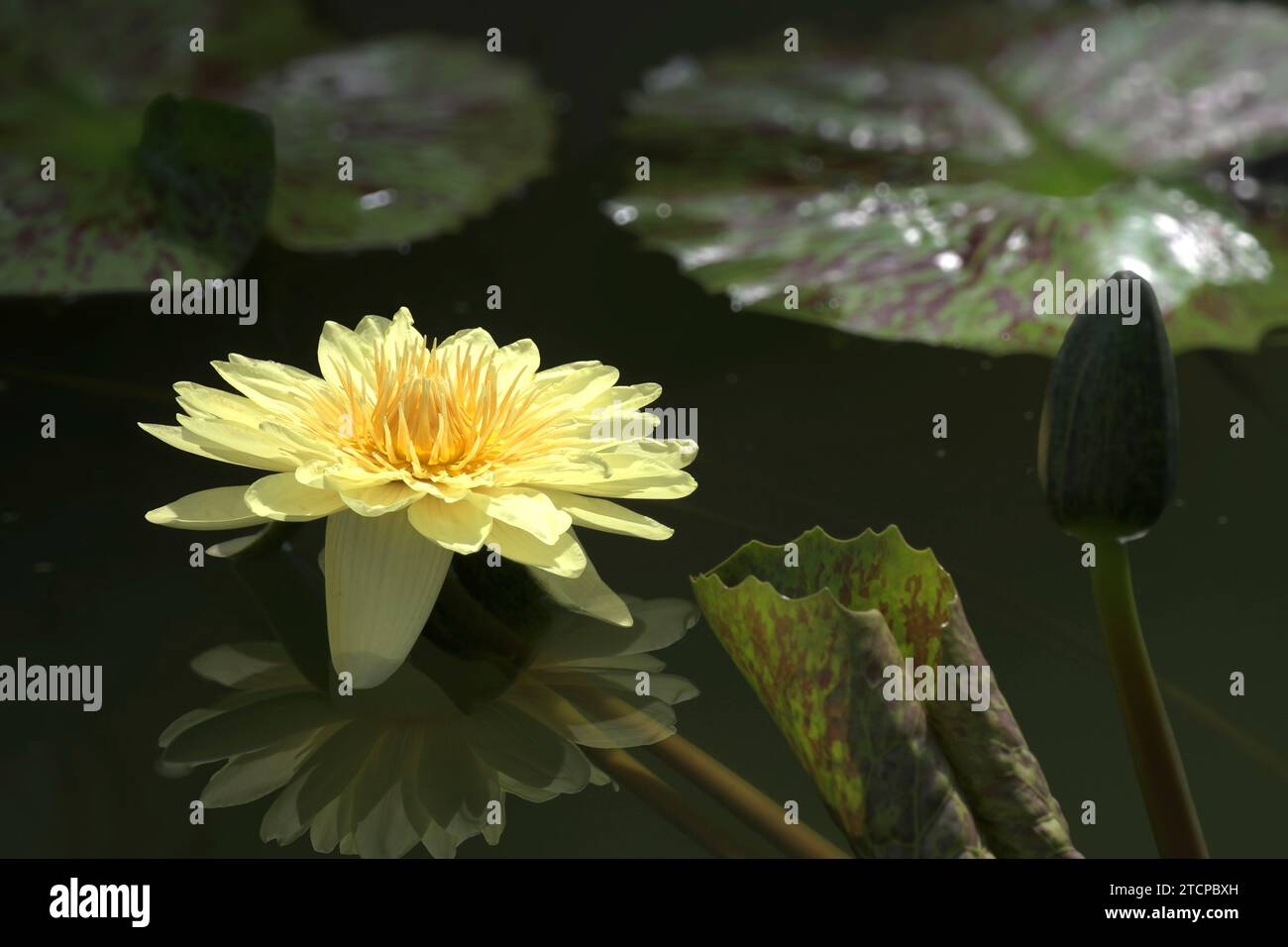 Australische Seerose oder Nymphaea gigantische Seerose mit Reflexion auf Wasser. Stockfoto