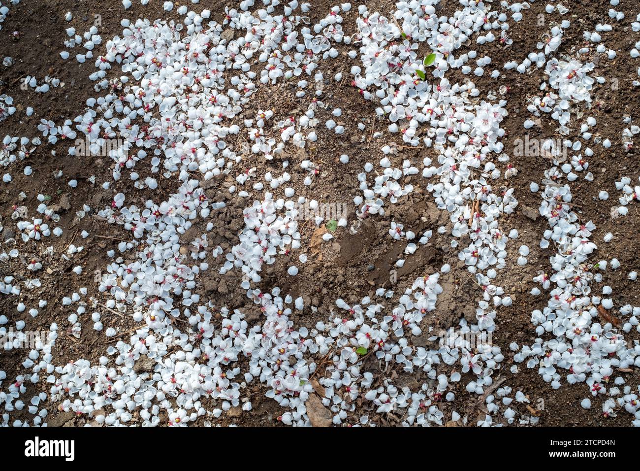 Gefallene Aprikosenblüten auf dem Boden. Stockfoto