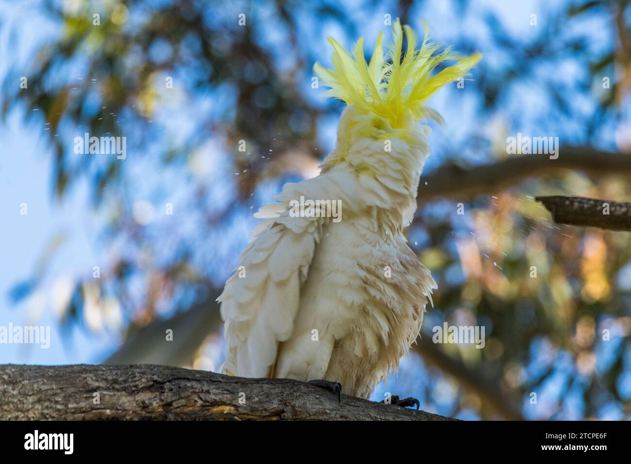 Cockatoo (Cacatua galerita) mit gelbem Schenkel und erhöhtem Wappen Stockfoto