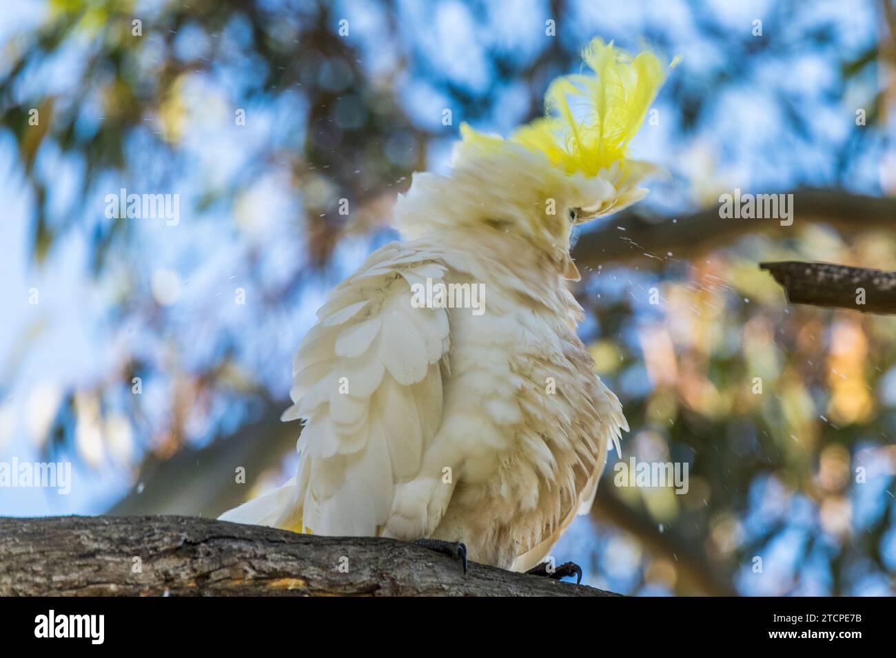 Cockatoo (Cacatua galerita) mit gelbem Schenkel und erhöhtem Wappen Stockfoto