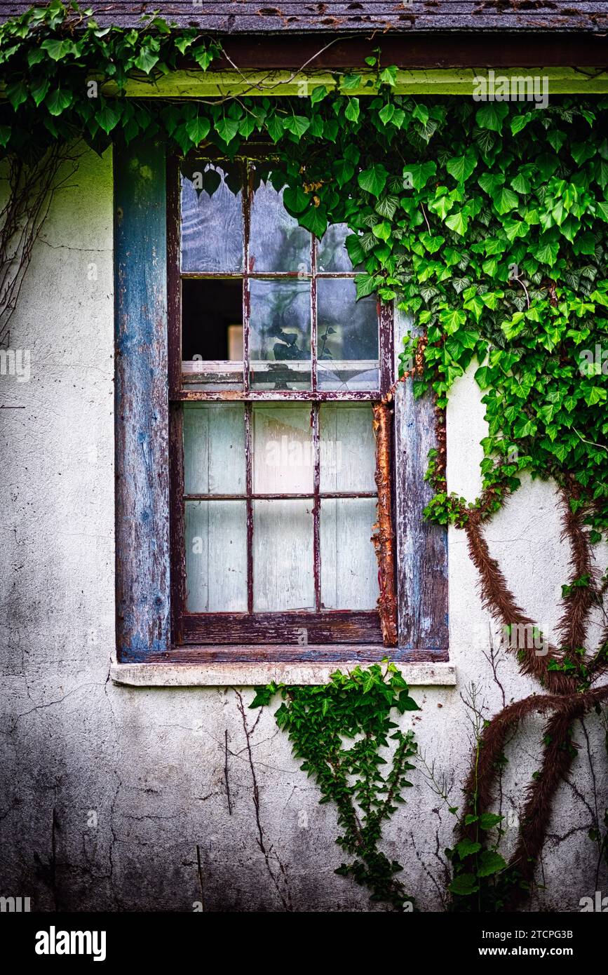 Nahansicht eines alten, wetterdurchfluteten Fensters, das mit Ivy bewachsen ist Stockfoto