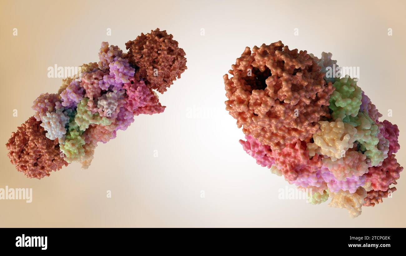 3D-Rendering zweier Proteasommoleküle Stockfoto