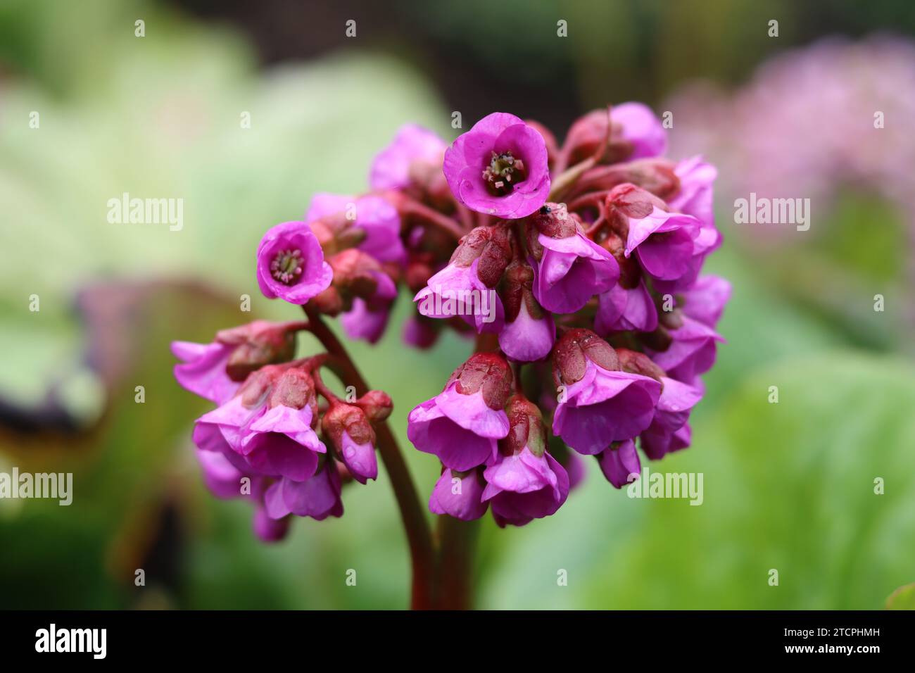 Nahaufnahme eines tiefrosa bergenia-Blumenkopfes Stockfoto