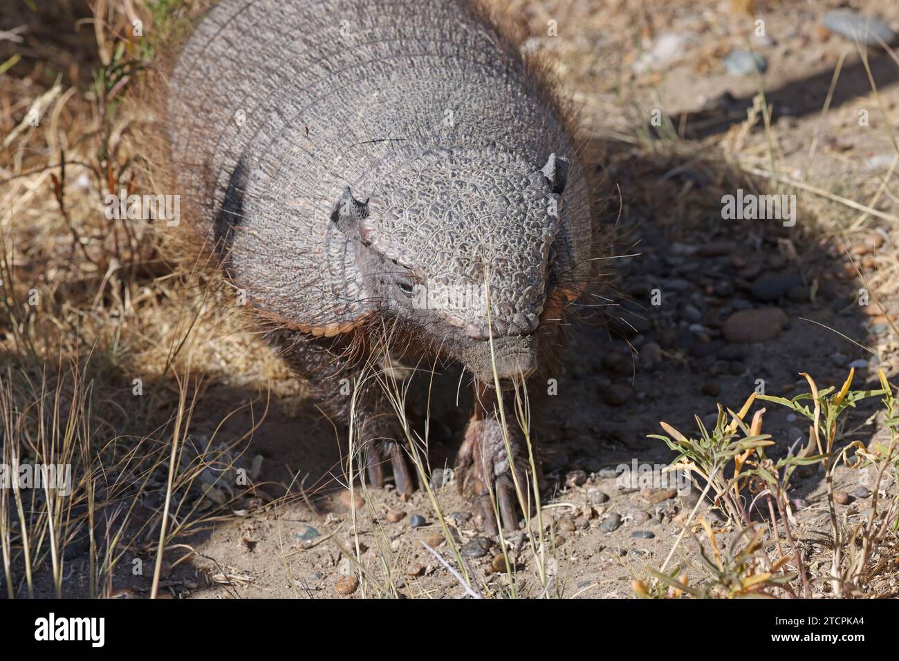 Nahaufnahme eines haarigen Gürtelarmadillo auf der Halbinsel Valdes Stockfoto