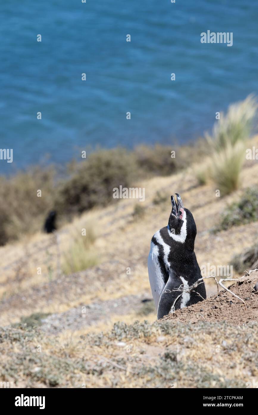 Magellan-Pinguin an den Hängen der Halbinsel Valds Stockfoto