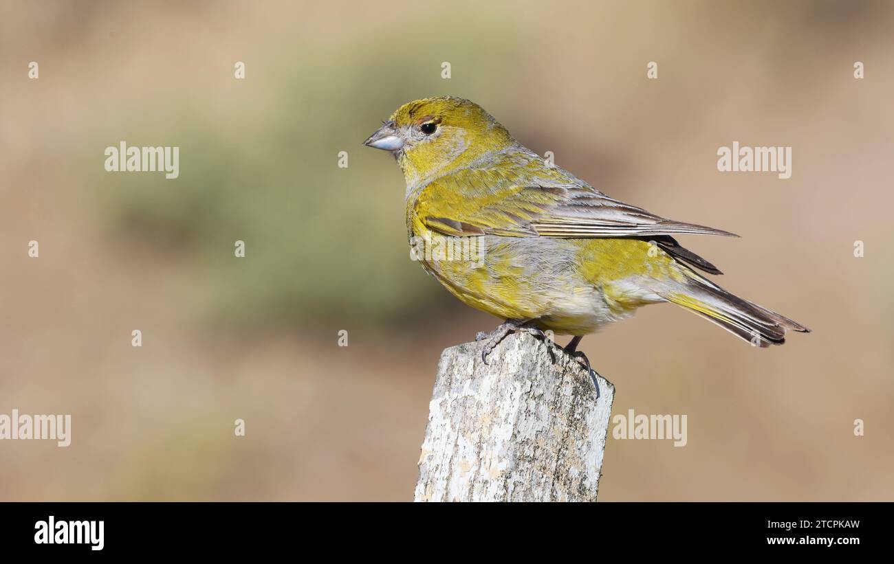 Patagonischer gelber finke, der auf einer Stange sitzt Stockfoto