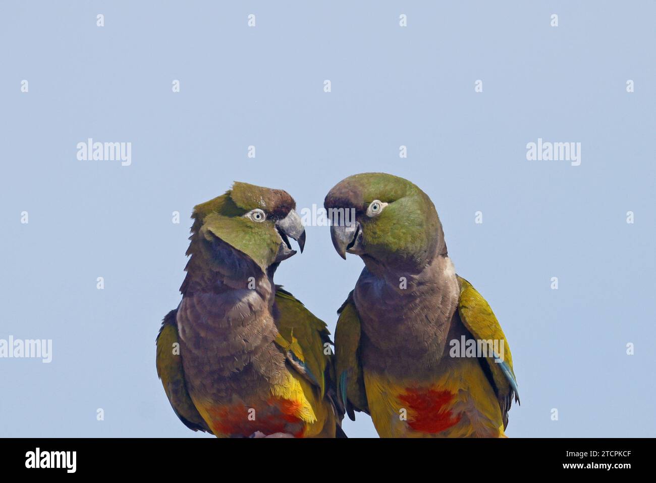 Zwei aufwühlende Sittiche scheinen miteinander zu reden und zu lachen Stockfoto
