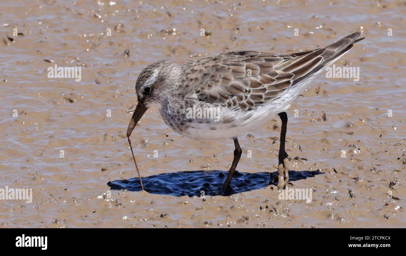 Sandpiper mit weißem Rücken, der einen Wurm aus dem Schlamm zieht Stockfoto