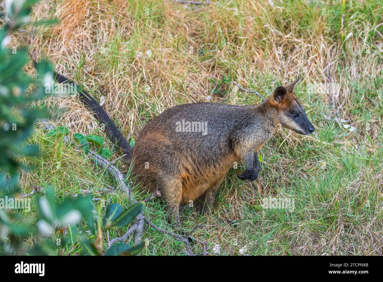 Sumpf Wallaby (Wallabia bicolor), weiblich. Stockfoto