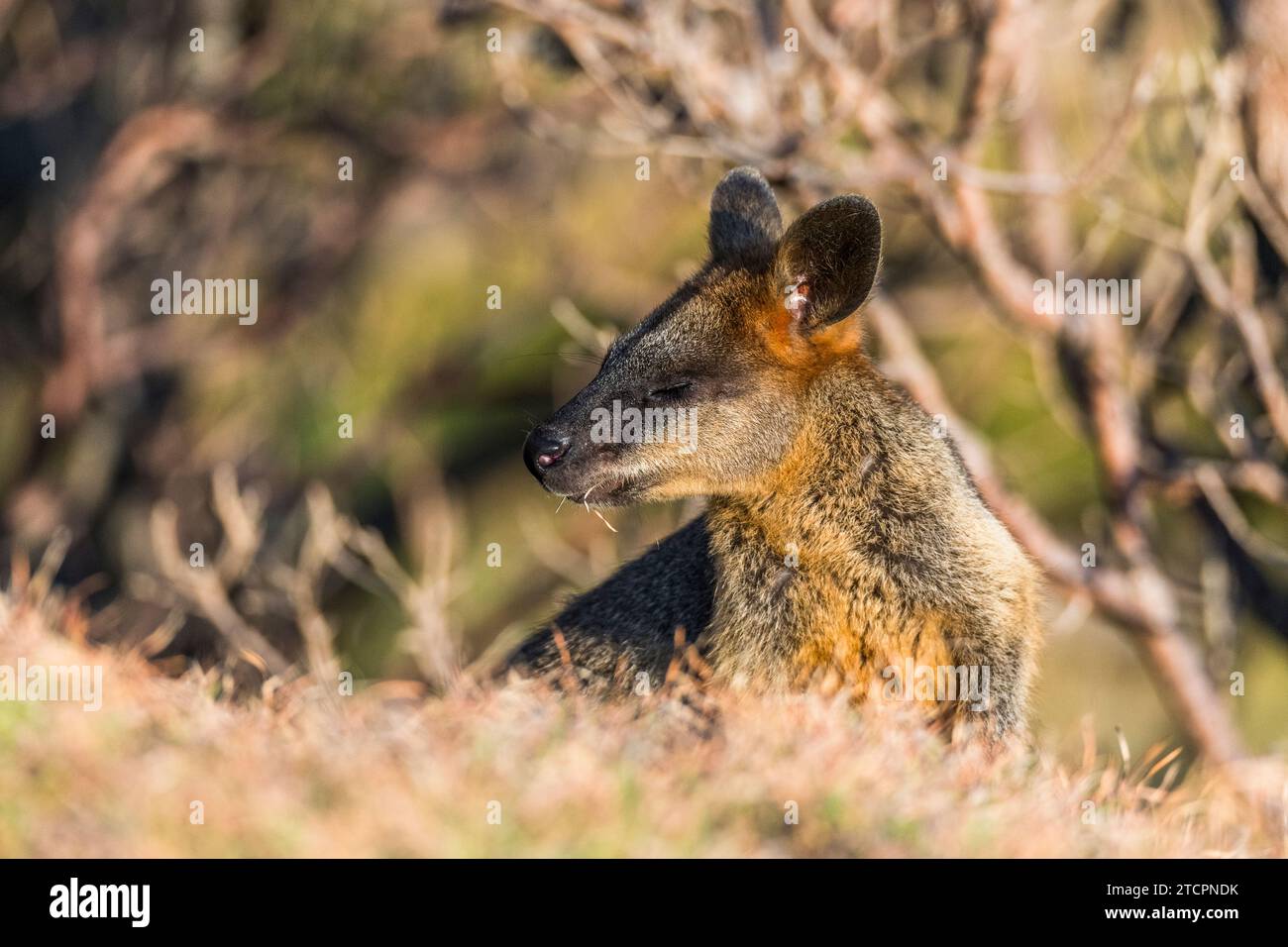 Sumpf Wallaby (Wallabia bicolor), weiblich Stockfoto