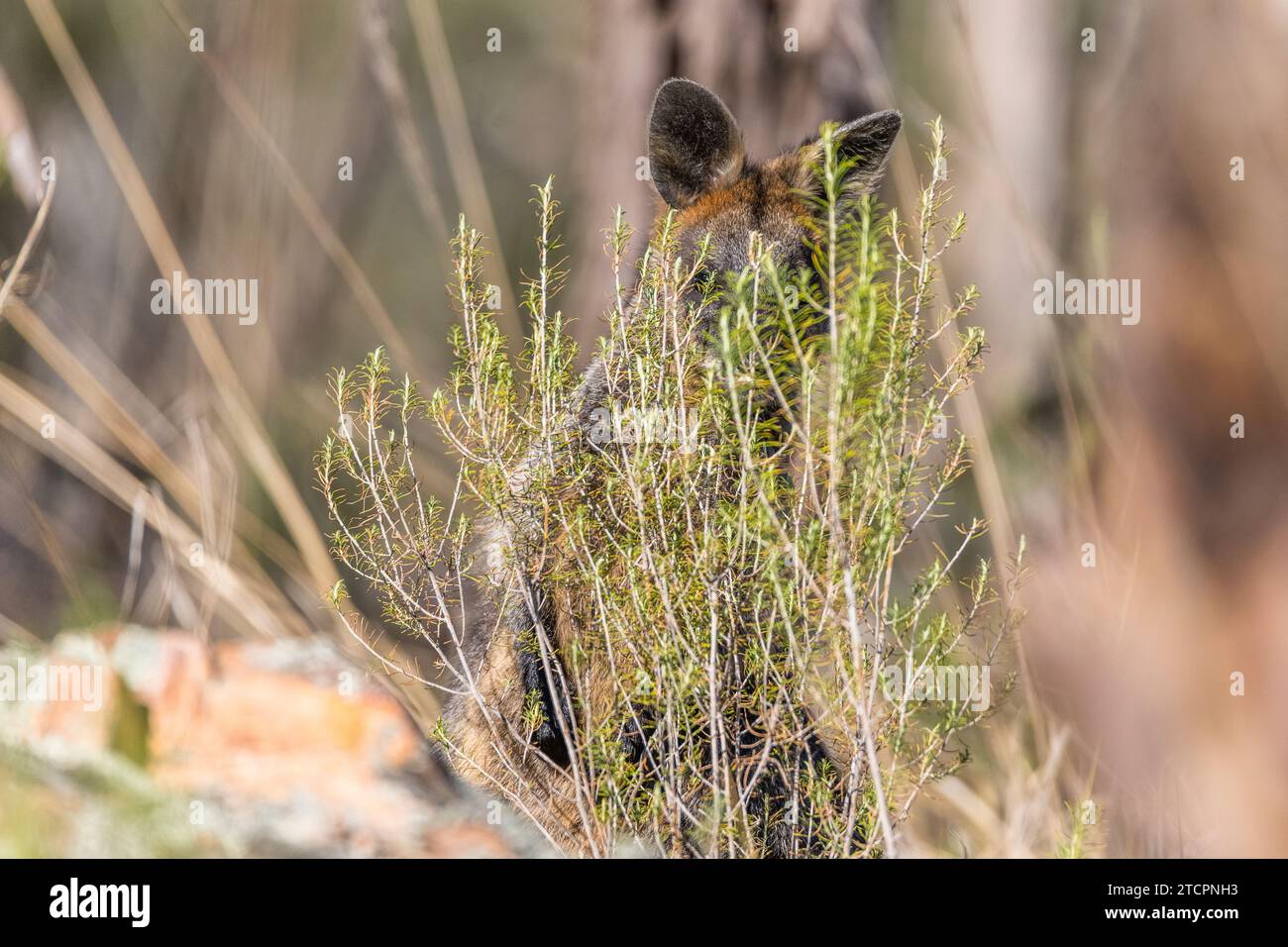 Swamp Wallaby (Wallabia bicolor) Stockfoto