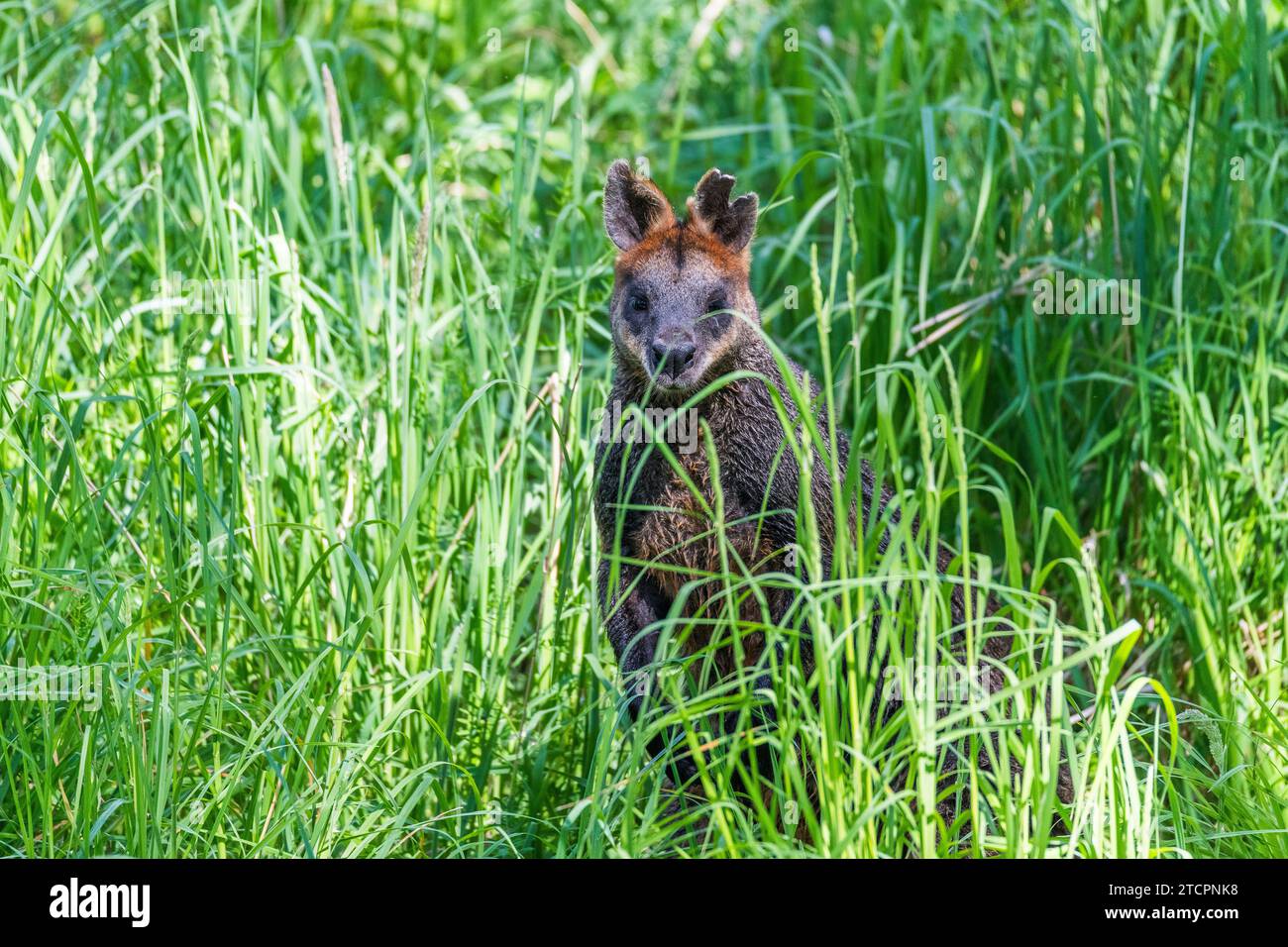 Sumpf Wallaby (Wallabia bicolor), männlich Stockfoto