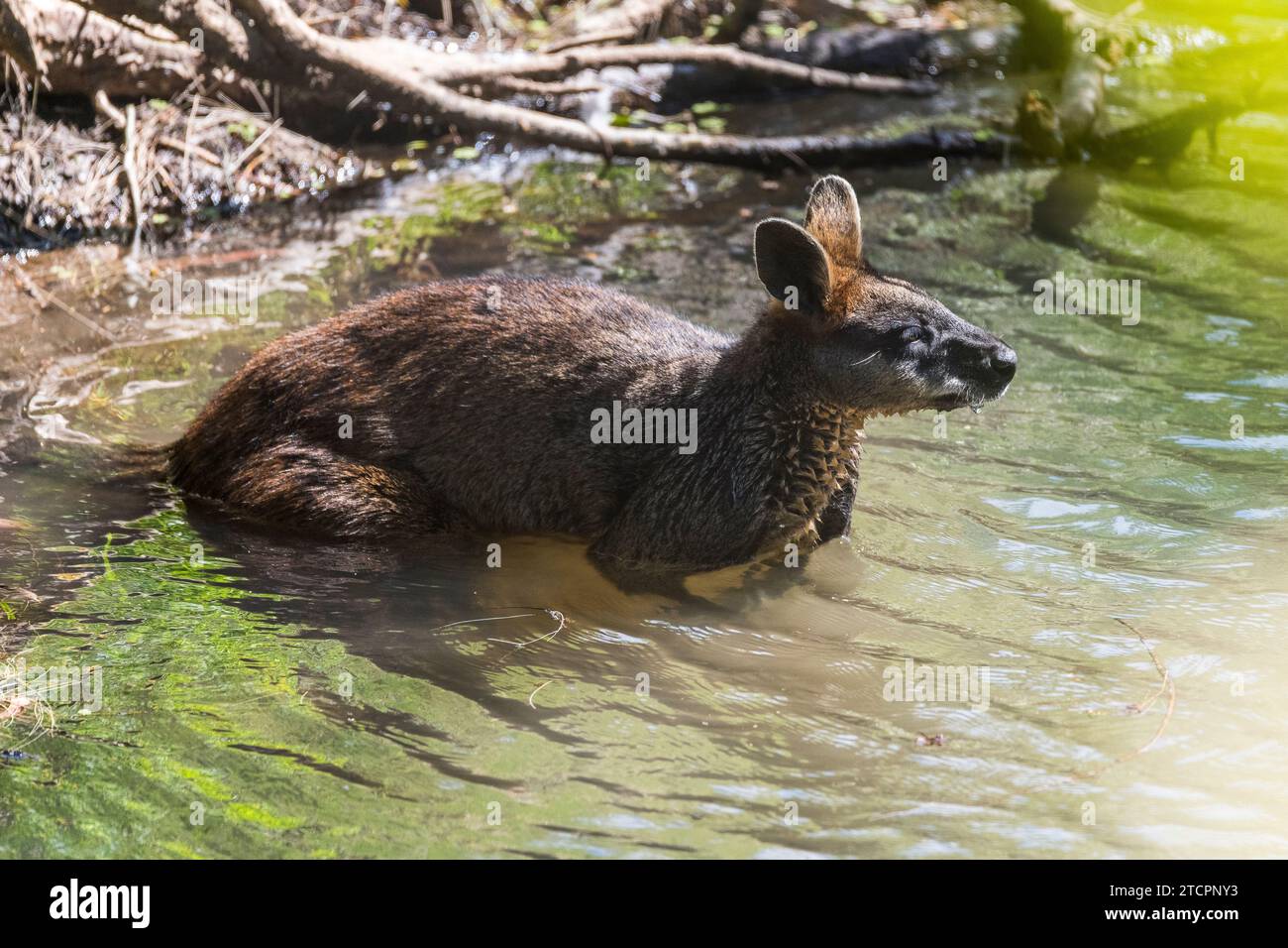 Sumpf Wallaby (Wallabia bicolor) in einem Bach zum Trinken Stockfoto