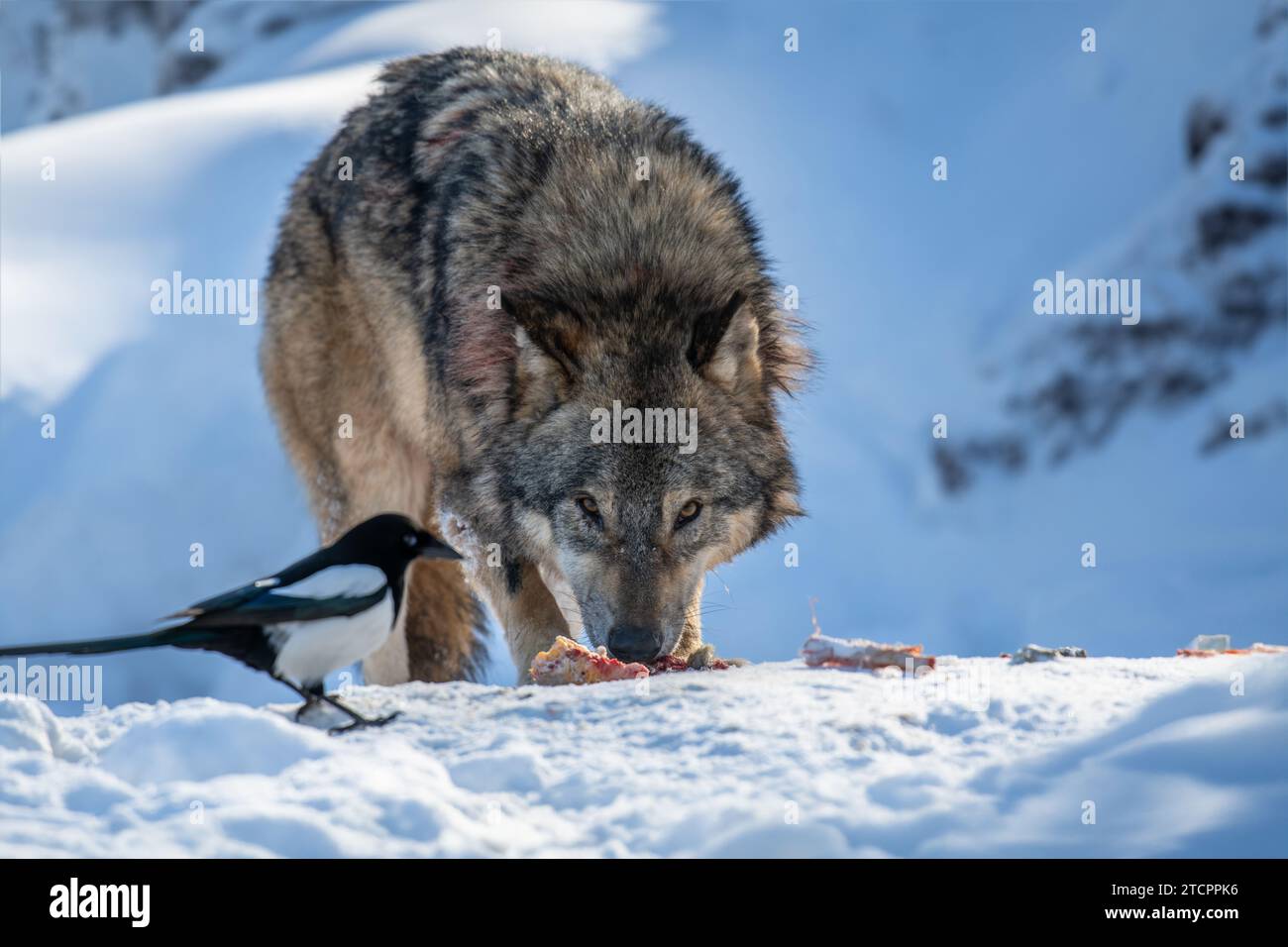 Grauer Wolf, Canis Lupus, isst Fleisch im Winterwald mit Elster. Wolf im Naturhabitat Stockfoto