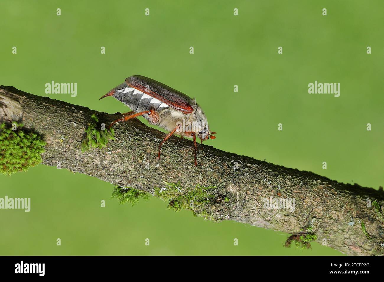 Maiskäfer, Feldhahnenkäfer (Melolontha melolontha), weiblich auf einem mit Moos bedeckten Ast, Wilden, Nordrhein-Westfalen, Deutschland Stockfoto